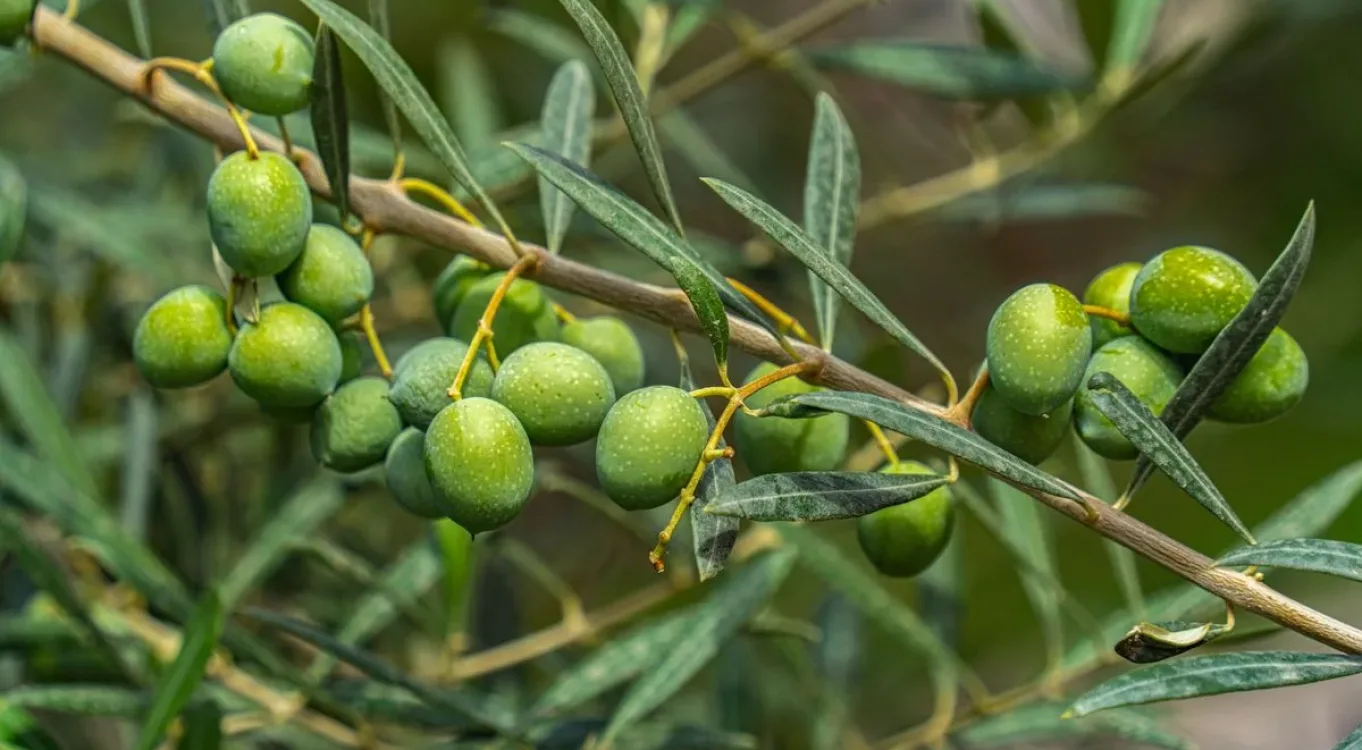 Balıkesir Corporate Olive Oil Route Trip