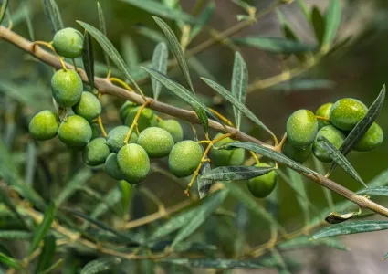 Balıkesir Corporate Olive Oil Route Trip